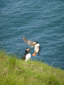 Heimaey Island                                        